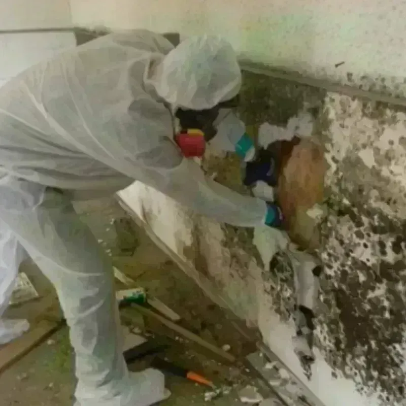 Mold Remediation and Removal in Olney, MD